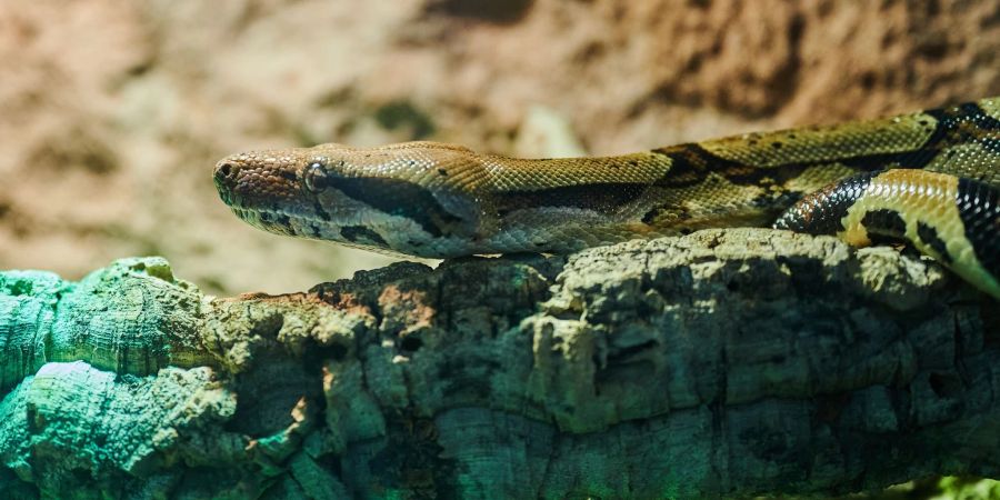 Hohe Kosten, begrenzter Platz: Das Tierheim Berlin muss wegen der vielen Anfragen einige exotische Tiere ablehnen.