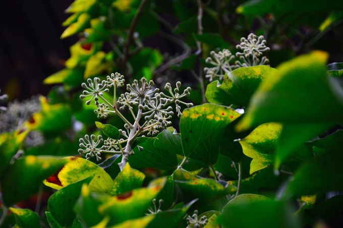 Sie fällt im Garten nicht von Weitem auf: Die Blüte des Efeu. Efeu Blüte Garten