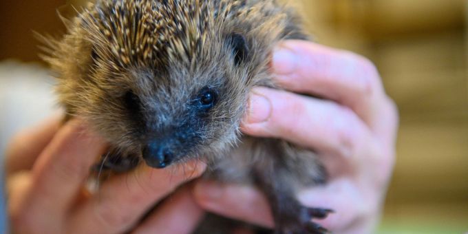 Wegen der milden Temperaturen erwachen viele Igel in diesem Jahr vorzeitig. Wegen der milden Temperaturen erwachen viele Igel in diesem Jahr vorzeitig.