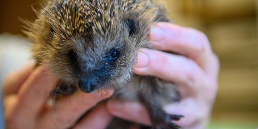 Wegen der milden Temperaturen erwachen viele Igel in diesem Jahr vorzeitig.