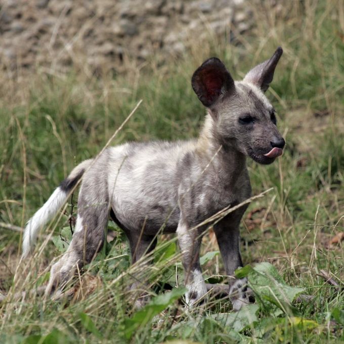 Ein junger afrikanischer Wildhund im Zoo Basel. (Archivbild) Afrikanischer Wildhund