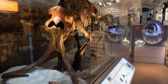 Wollhaarmammut-Skelett im Museum Wollhaarmammut-Skelett im Museum