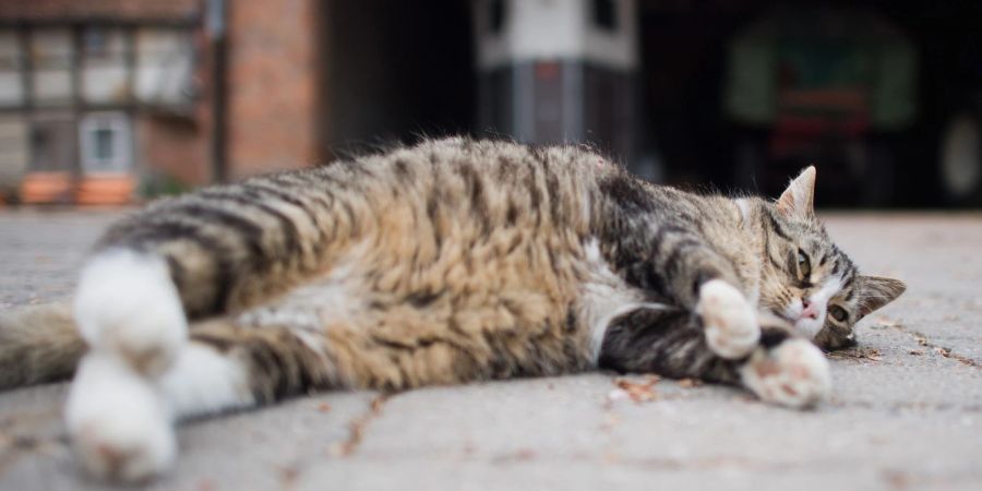 Auch im zweiten Coronajahr boomte die Heimtierbranche - Haustierhalter gaben sogar noch einmal fast 10 Prozent mehr aus als im Vorjahr. Das beliebteste Haustier ist nach wie vor die Katze.