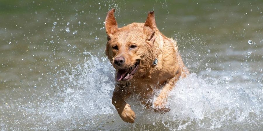 Labrador in der Murr nahe Ludwigsburg