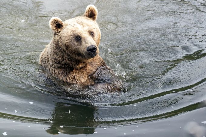 Takis, der Syrischer Braunbär im Tierpark Goldau. Takis Tierpark Goldau