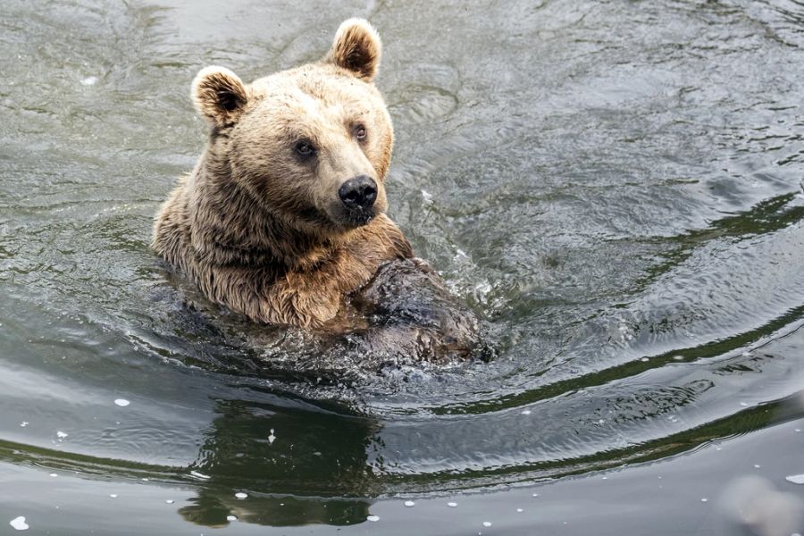 Takis Tierpark Goldau