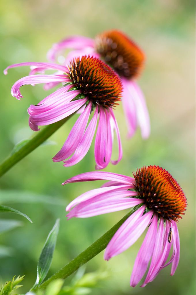 Eine längere Blüte verspricht der Rückschnitt der Echinacea (Bild: Echinacea purpurea 'Magnus'). Blüte lilafarben Echinacea Blume