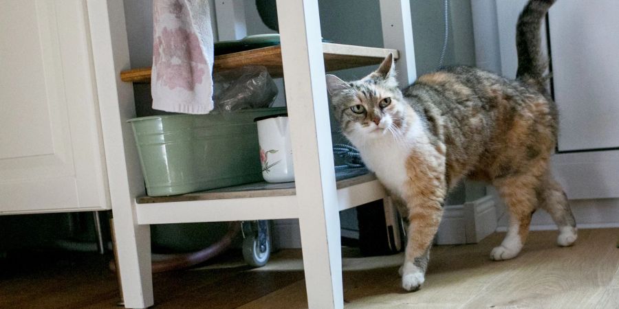 Wer mit antibakteriellen und desinfizierenden Mitteln mit kationischen Tensiden putzt, kann seiner Katze schaden.