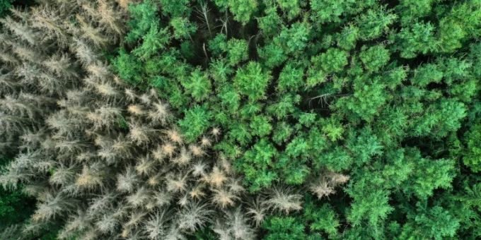 Wald mit teilweise kranken und abgestorbenen Bäumen. Wald tote Bäume
