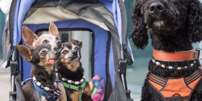 Drei Prager Rattler und ein Pudelmix-Hund bei der Rassehunde-Ausstellung auf der Messe Erfurt. Drei Prager Rattler und ein Pudelmix-Hund bei der Rassehunde-Ausstellung auf der Messe Erfurt.