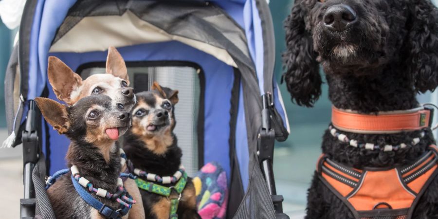 Drei Prager Rattler und ein Pudelmix-Hund bei der Rassehunde-Ausstellung auf der Messe Erfurt.