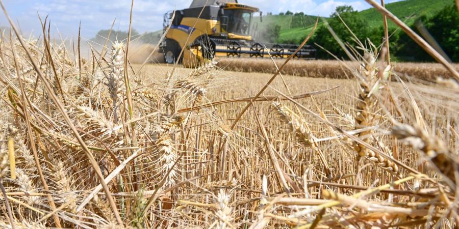 Landwirte machen sich wegen Trockenheit und Hitzewellen Sorgen um die Ernte.