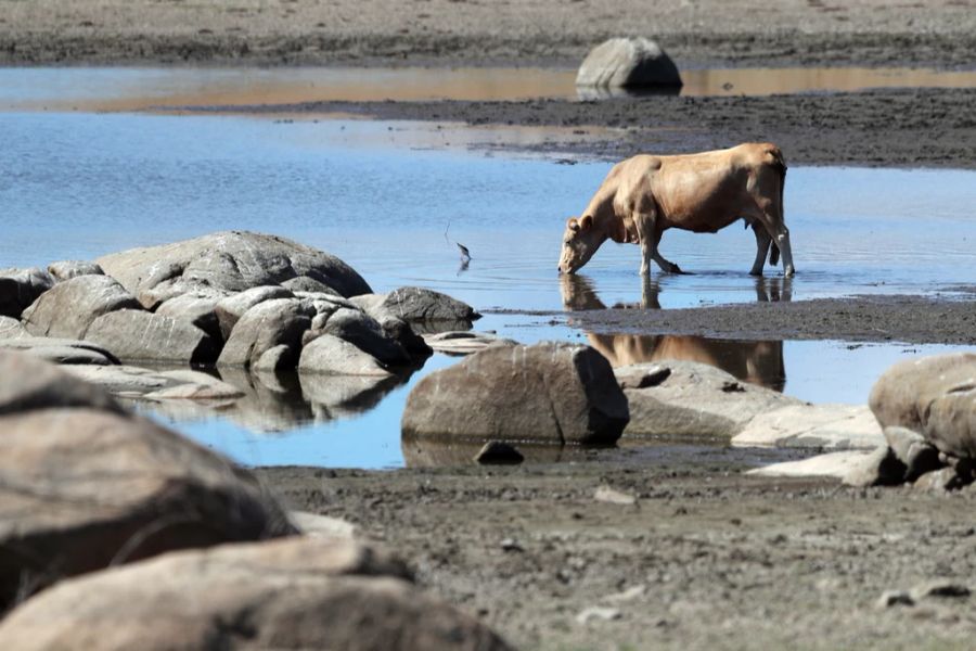 Eine Kuh trinkt Wasser auf einem Grundstück am Ufer des Caia-Stausees in Elvas, Portugal, am 21. Juni 2022.