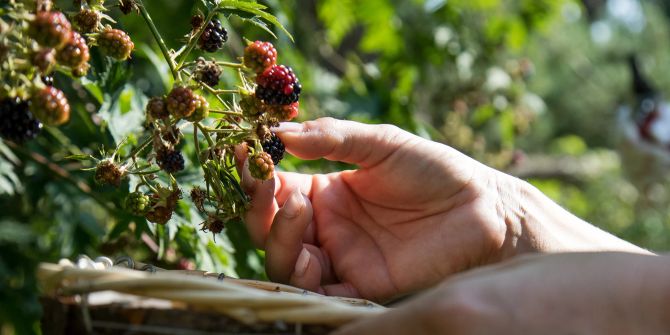Brombeeren Strauch Hände Ernte