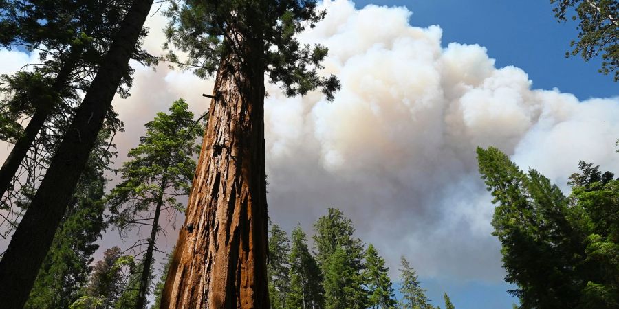 Rauchwolken steigen über einem Riesenmammutbaum im Yosemite-Nationalpark auf.