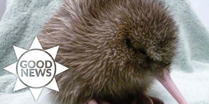 Kiwi