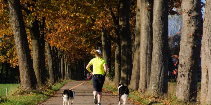 Beim Lauftraining mit dem Hund ist es wichtig, dass man viel Geduld aufbringt. Zwei Hunde laufen