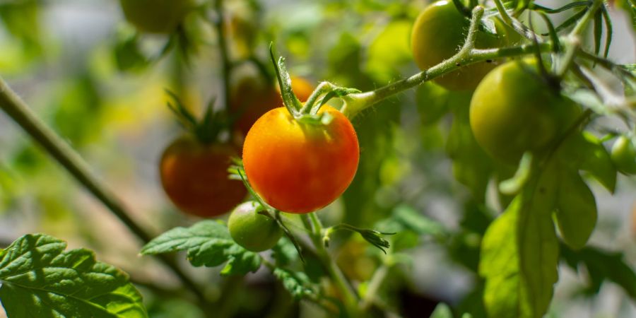 Tomaten Cocktail