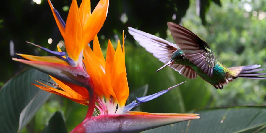 Costa Rica Natur Vögel