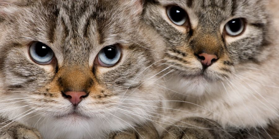 Katzen können einem Menschen schnell böse werden, aber sie können auch verzeihen.