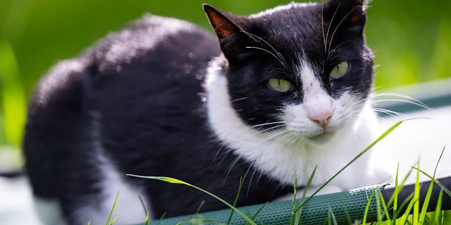 Katzen schnurren laut einer neuen Studie anders als bisher angenommen. (Archivbild)