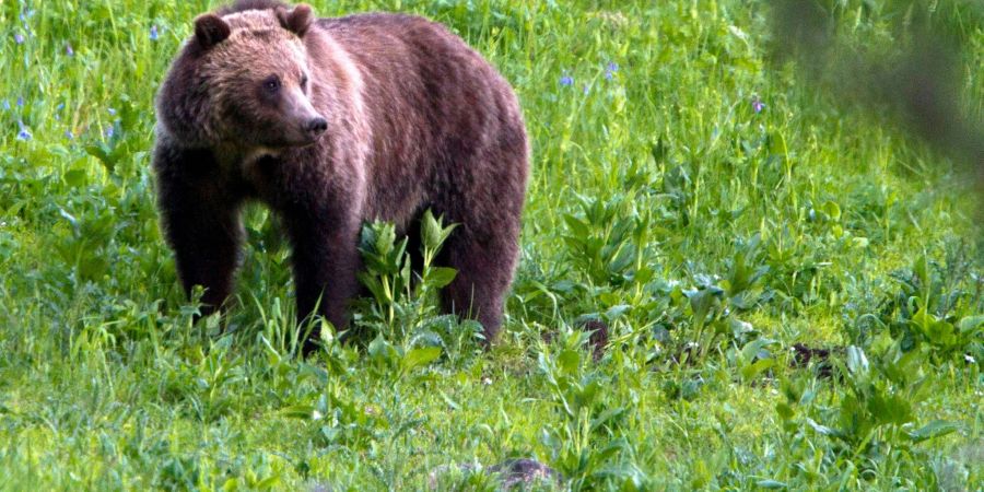 Ein Grizzlybär in der freien Natur. (Archivbild)