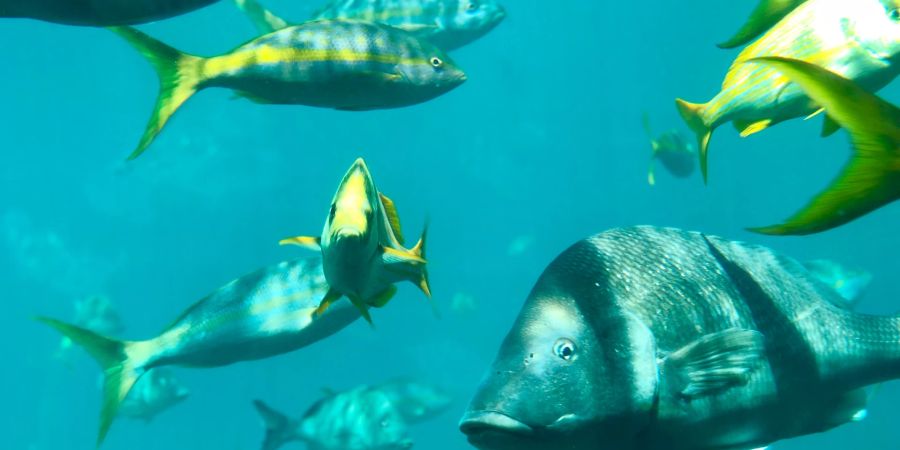 türkis Unterwasser Bahamas tauchen