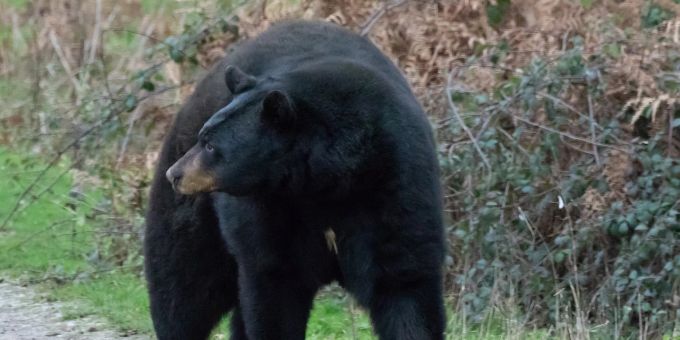 Ein Schwarzbär hat in Florida die Essenslieferung von der Veranda einer Familie gestohlen. (Symbolbild) bär klaut lieferung