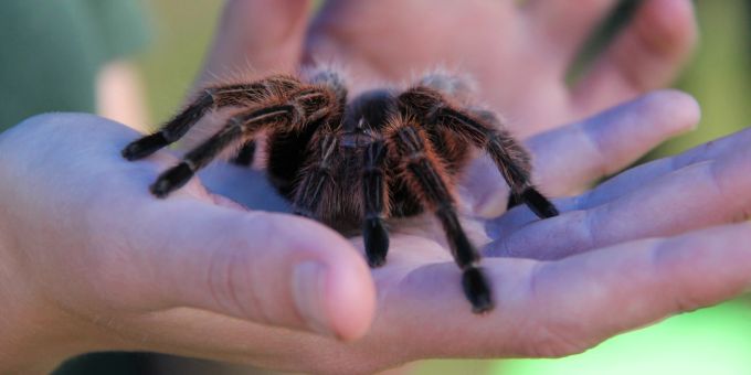 Vogelspinnen sehen exotisch aus und sind relativ pflegeleicht. Vogelspinnen exotisch Hand pflegeleicht