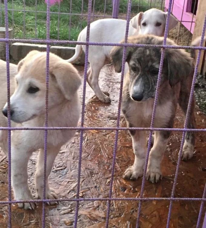 Unter den Hunden, die versorgt werden, sind auch Jungtiere. Hunde