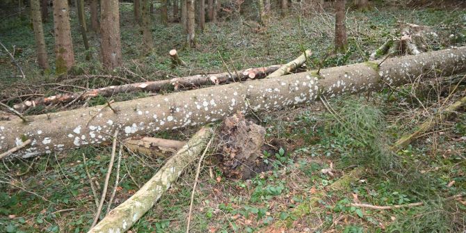 Engelburg: Tödlicher Forstunfall