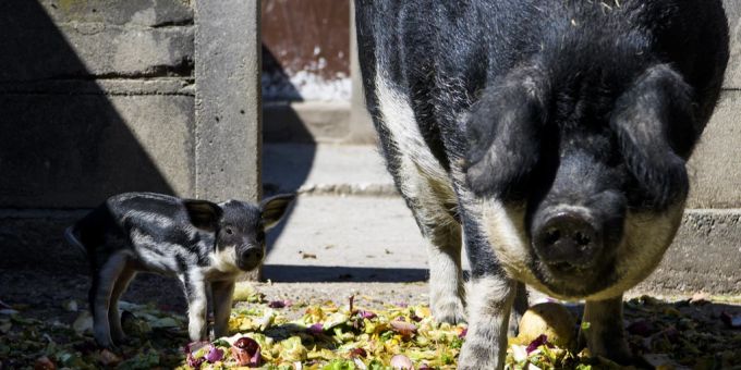Zürich - Schwein flüchtet vor Schlachthof zu Wirten