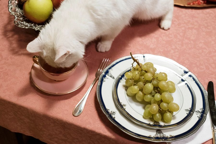 Katze, Essen, Weintrauben