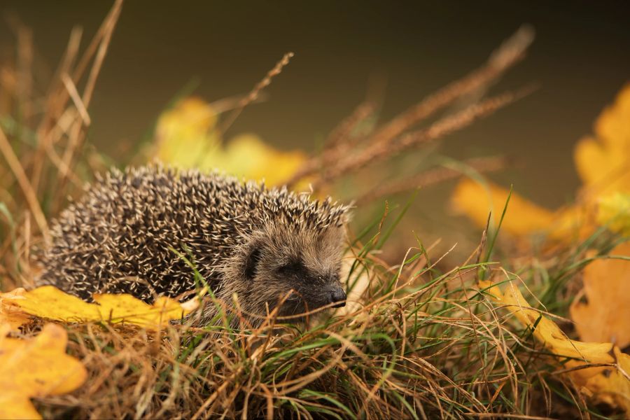 Igel im Laub