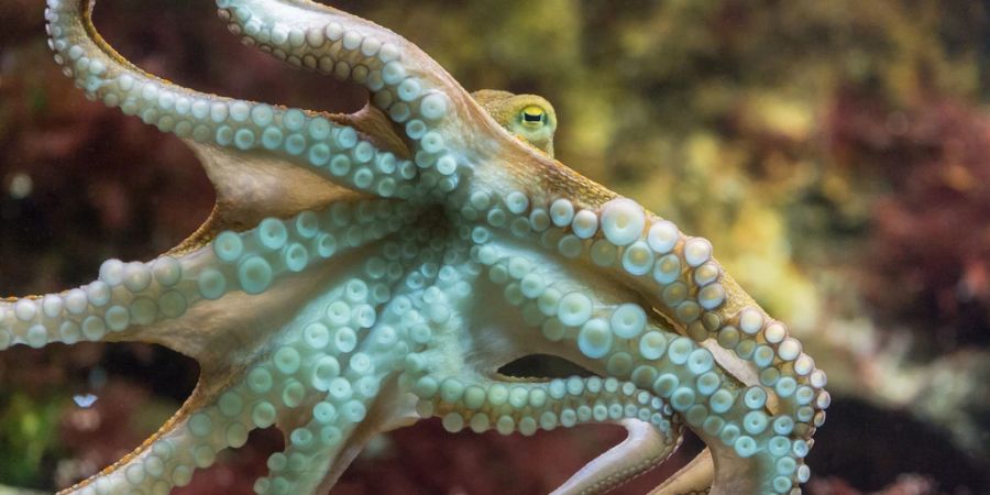 Einem Mann wurde ein Oktopus zum Verhängnis. (Symbolbild)
