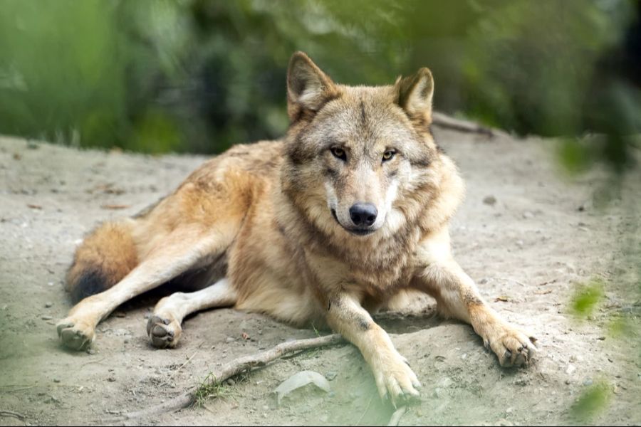 Die Wolfspopulation in der Schweiz hat rasant zugenommen. (Symbolbild)