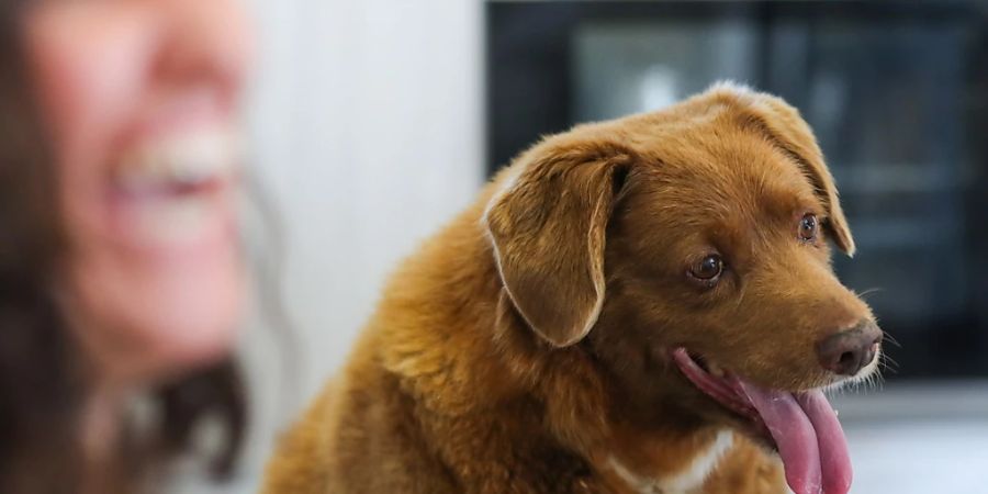 Bobi an der Geburtstagsparty zu seinem 31. in seinem Wohnort Conqueiros in Portugal.