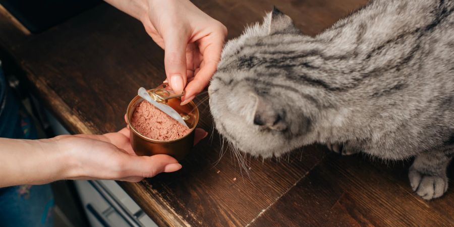 Als Faustregel kann eine Dose Katzenfutter täglich verfüttert werden.
