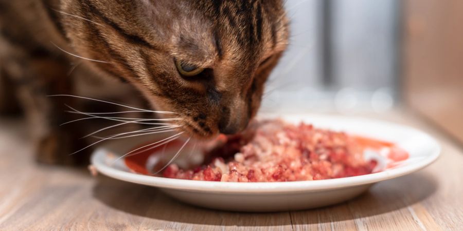 Katze isst Fleisch