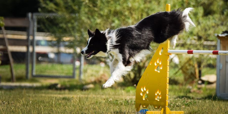 Border Collie