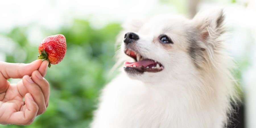 Hund bekommt Erdbeere