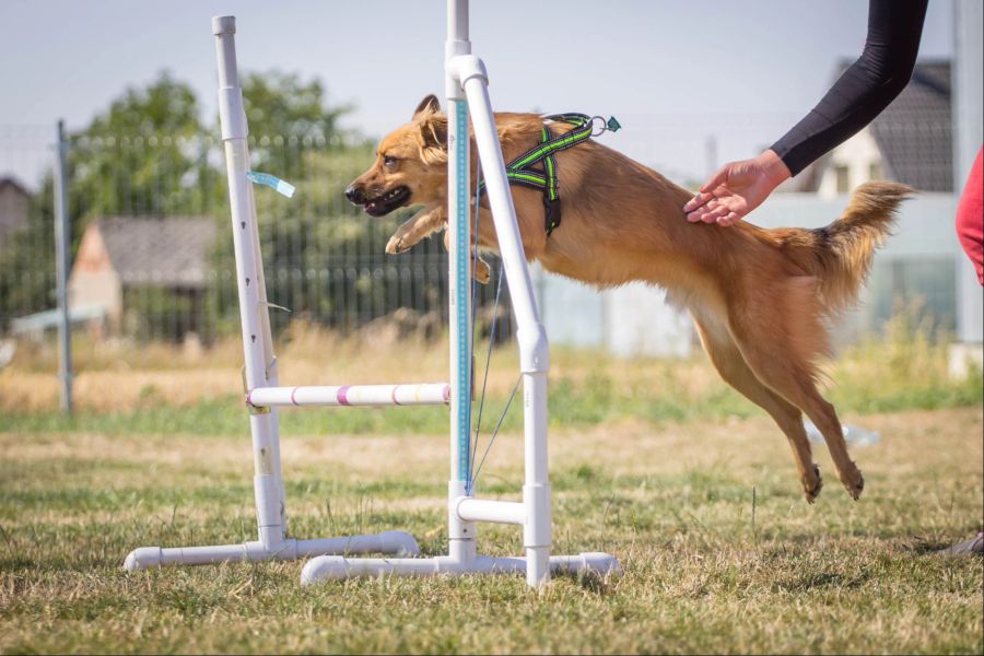 Hund beim Agility