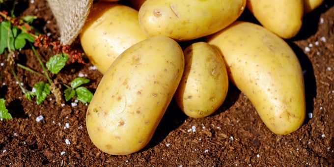 Kartoffeln sind ein echtes Nährstoffwunder. Kartoffeln