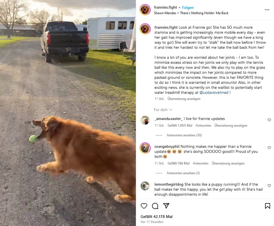 hund übergewichtig abnehmen