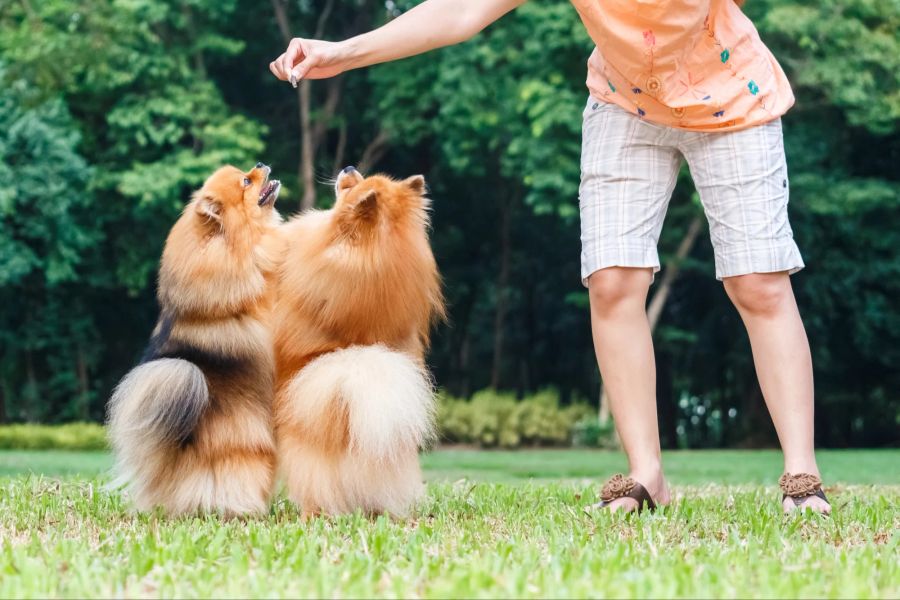 Pommersche Hunde bekommen Leckerli im Freien.