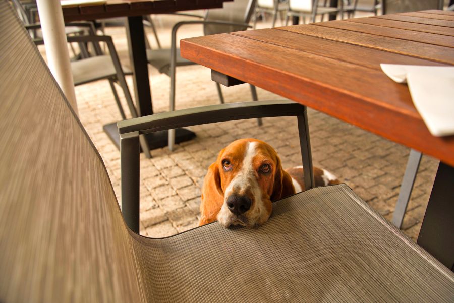 Das Paar am Zweiertisch daneben erhielt einen zusätzlichen Stuhl – extra für den Hund.