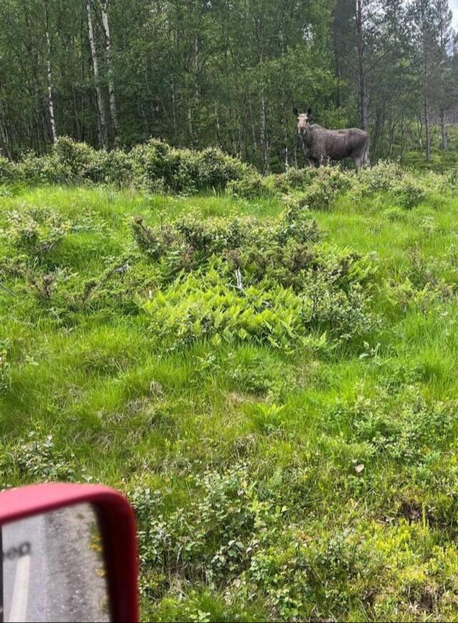 Namsos, Norwegen: Auf ihrer Fahrt durch die Wildnis Norwegens entdecken die Rallyefahrer die tierischen Bewohner des Landes: Eine Elchkuh.