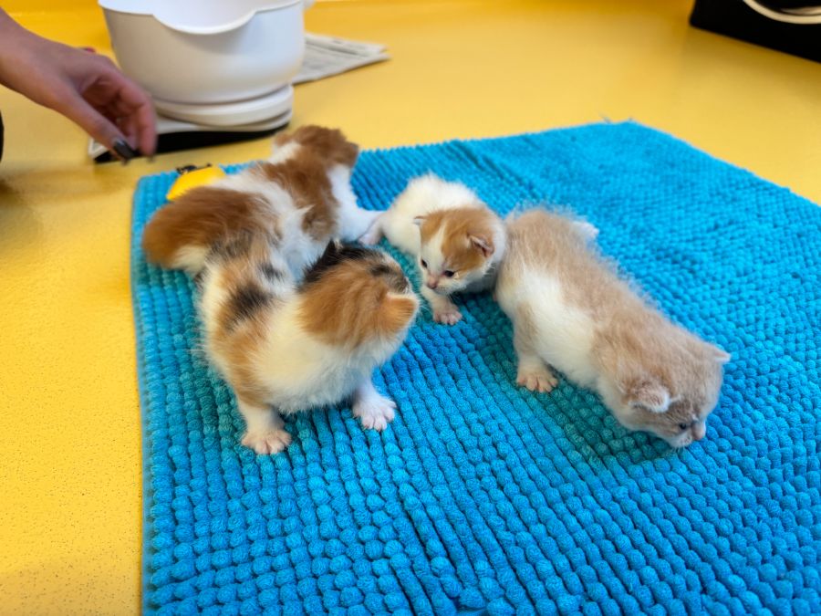 Katzenhalter, welche ihre Katzen nicht kastrieren, verschärfen die Situation in den Tierheimen.