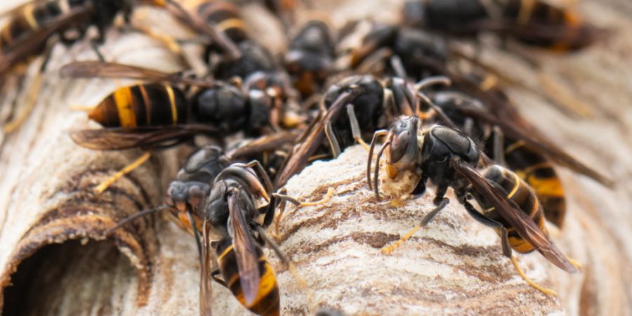 Asiatische Hornissen wurden erstmals 2017 in der Schweiz entdeckt. (Archivbild)