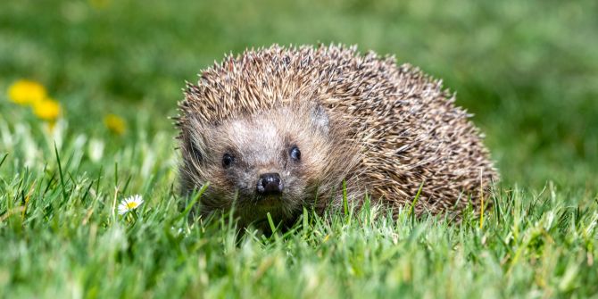 igel